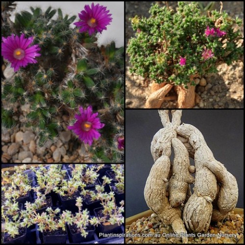 African Bonsai x 1 Trichodiadema bulbosum Succulents Plants Pink/violet/purple Flowering caudiciform pachycaul Hanging Baskets Rockery Pot Hardy